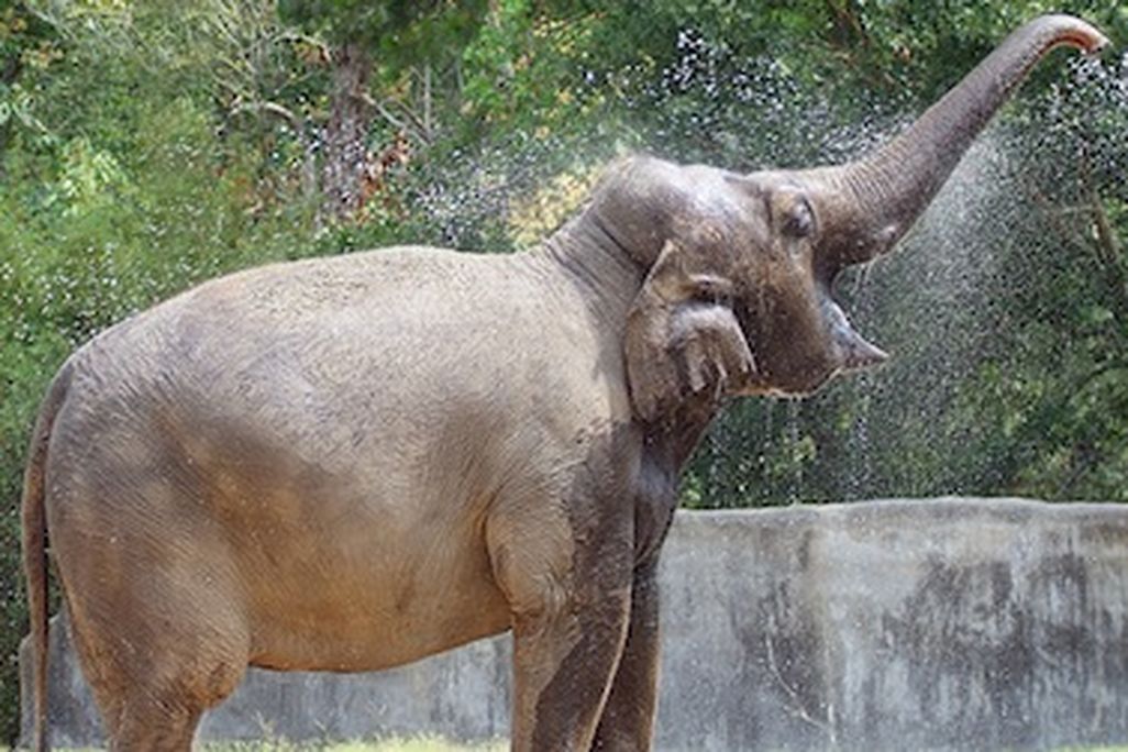 Bozie will go into quarantine