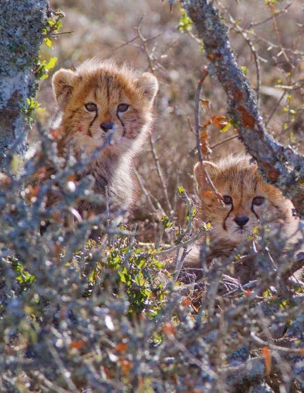 Suspicious cheetah cubs thumbnail