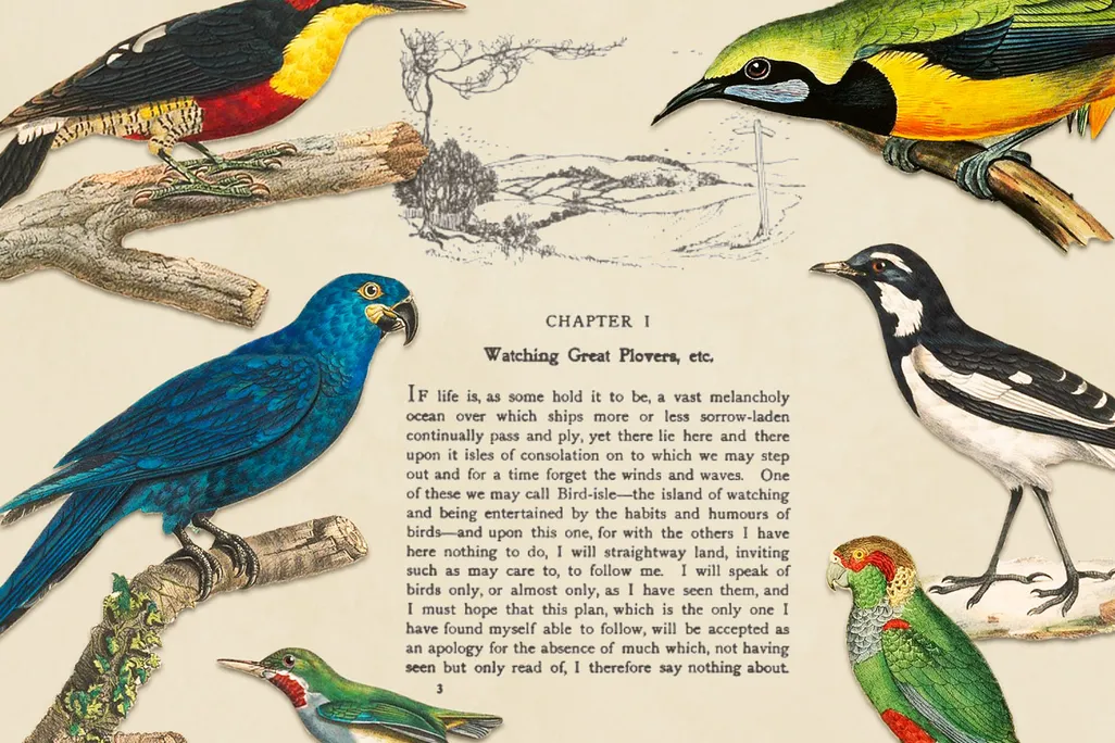 Illustration of birds overlaid on a page from a bird-watching book by Edmund Selous