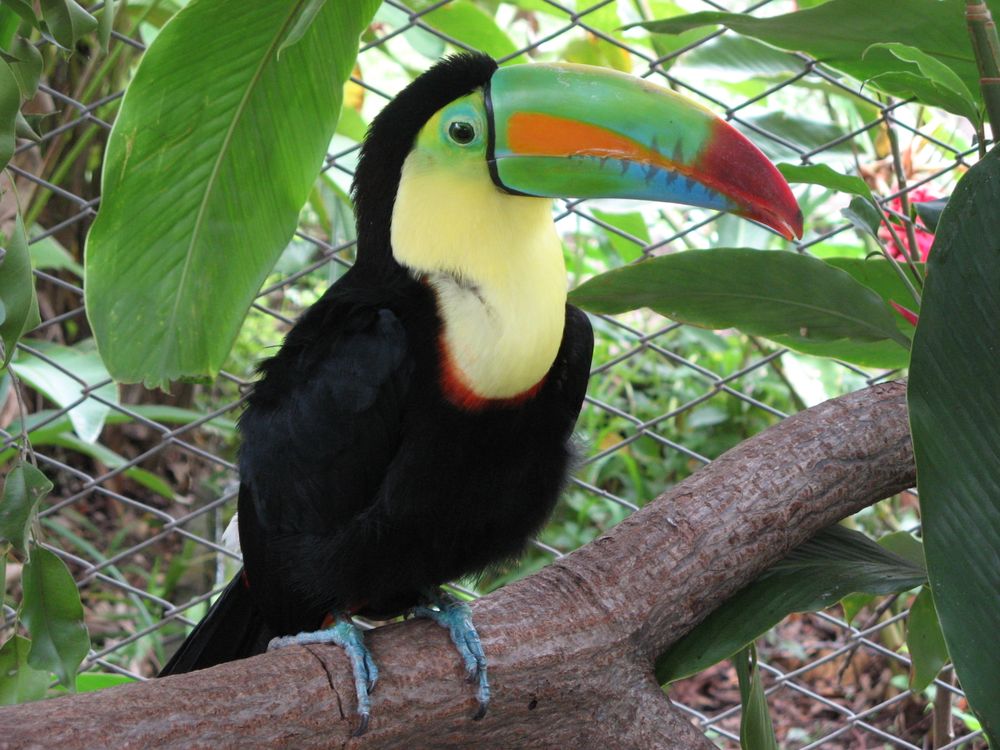 A toucan in Costa Rica’s La Pumas Zoo – soon to be released?
