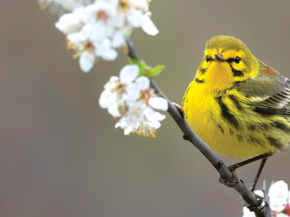 A prairie warbler greets the spring in New Jersey. PHOTO Cameron Darnell