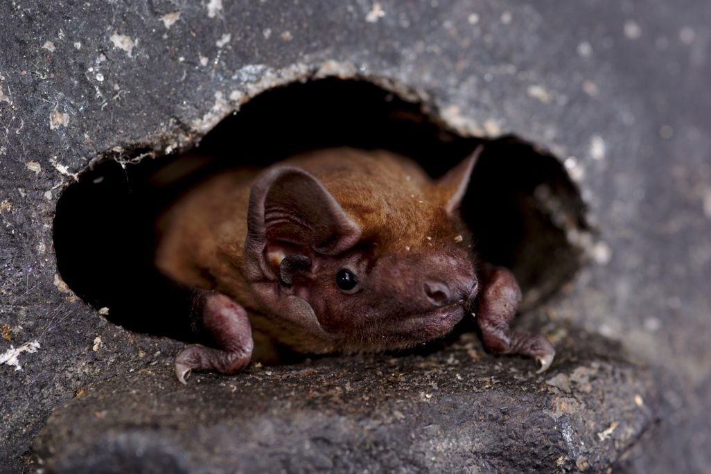 a small brown bat peeks out from a hole