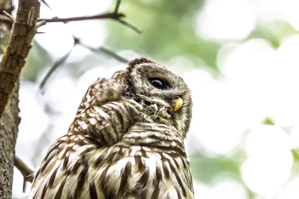 Owl perched on a high branch thumbnail