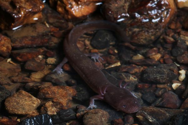 The Imperiled Berry Cave Salamander thumbnail