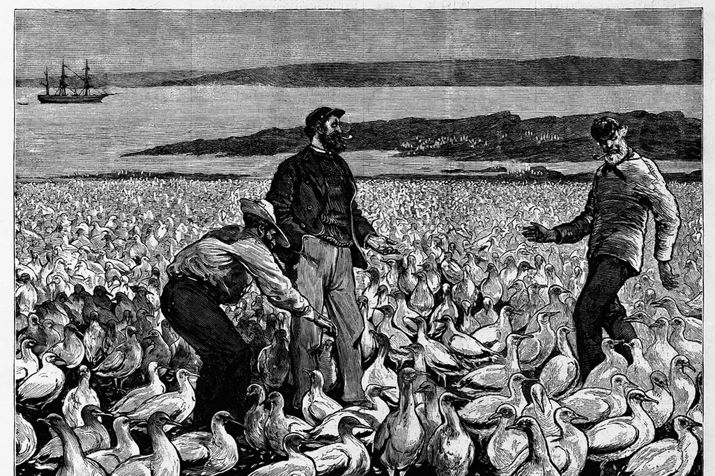Guano harvesting