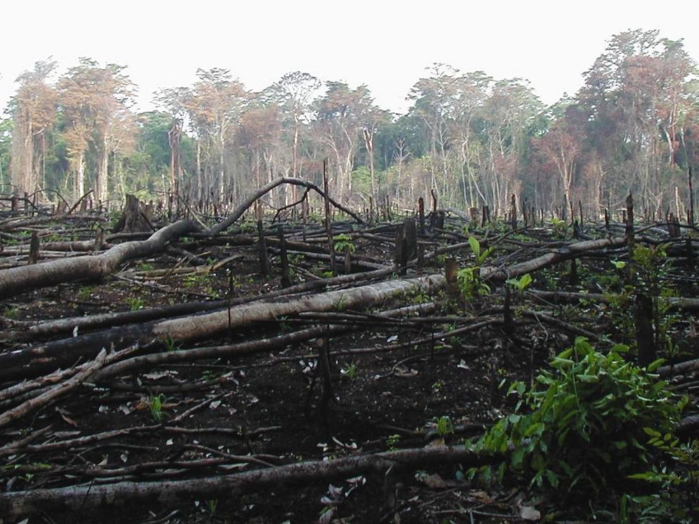 Guatemala Forest