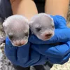 A Cloned Ferret Has Given Birth for the First Time in History, Marking a Win for Her Endangered Species icon