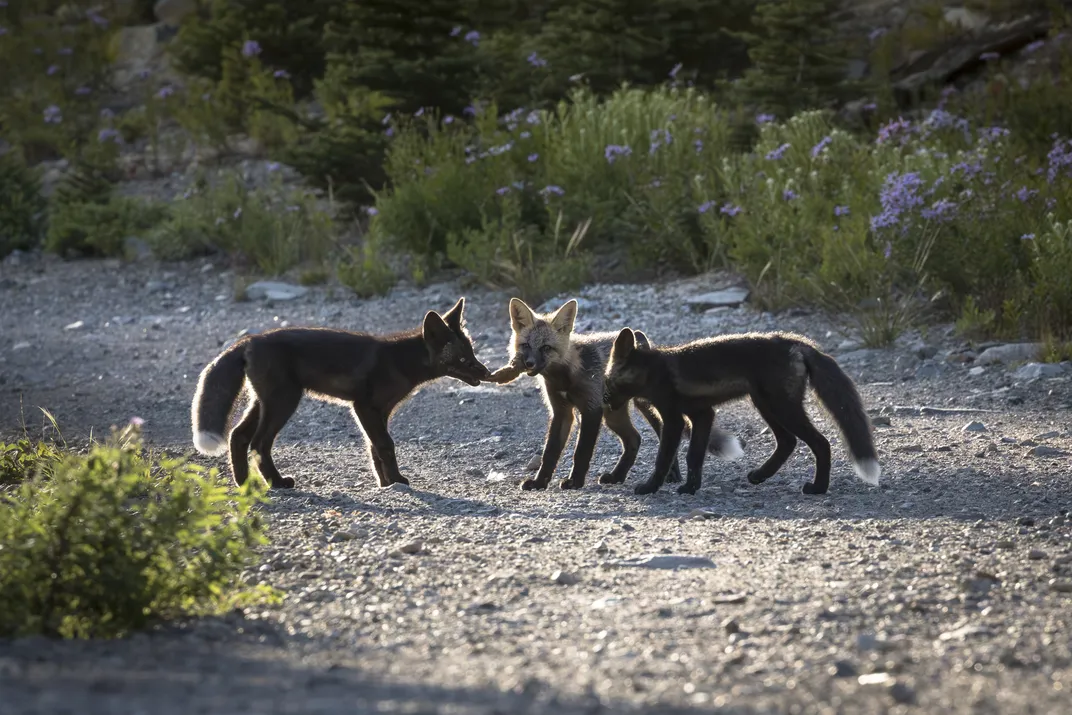 Shadow’s kits play tug of war with a dead weasel. Fox parents teach their offspring hunting behaviors by bringing them dead or almost-dead animals to play with.