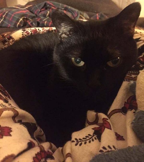 My Cat Vernie thumbnail