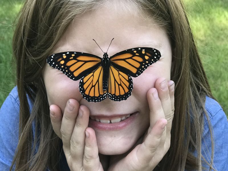 Butterfly landing Smithsonian Photo Contest Smithsonian Magazine