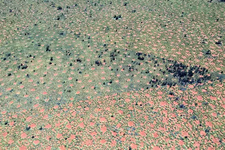 The highly regular spacing of fairy circles in Australia becomes visible in dense vegetation. The grasses in the foreground of the image are patchy as they rebounding from fire.