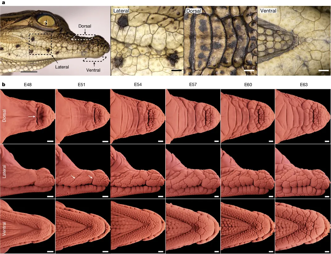 various views of crocodile scales in development