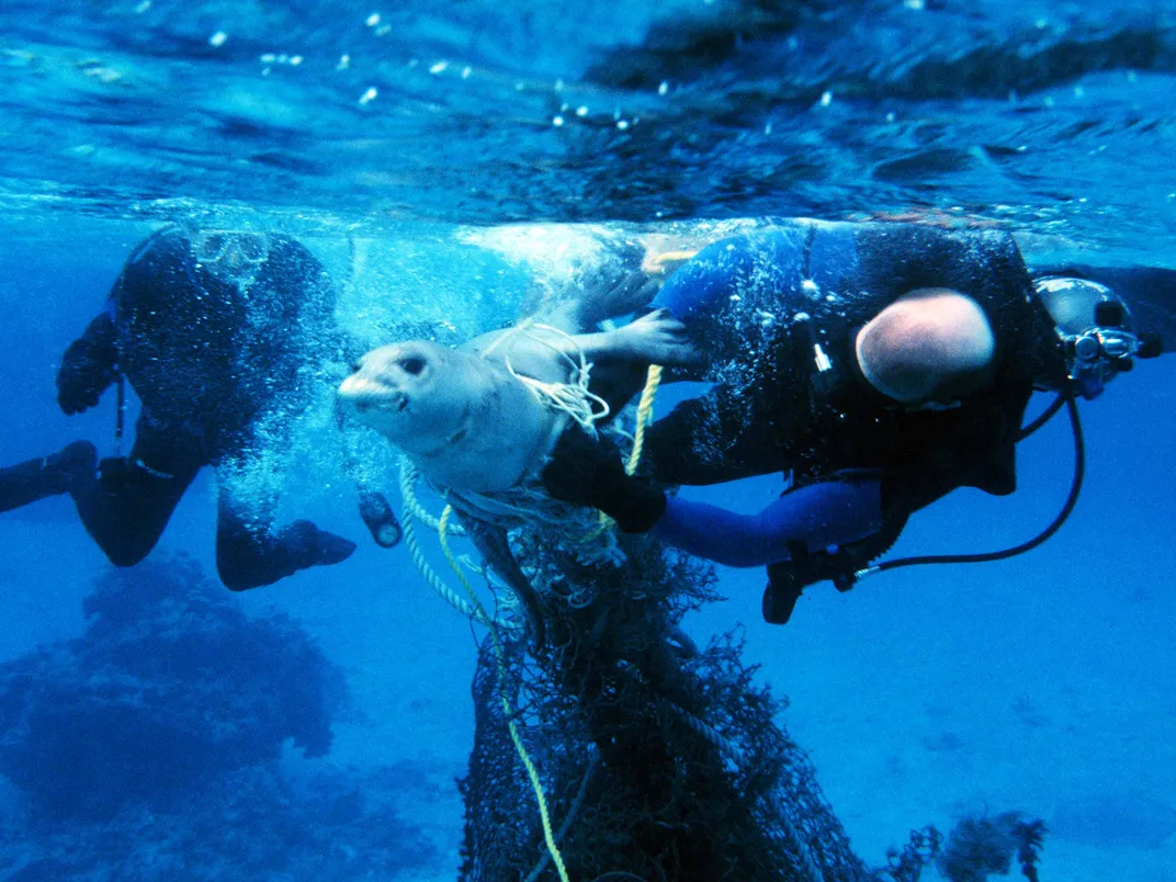 Hawaiian Monk Seal Entangled in Net