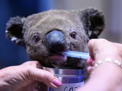 A singed Koala receives treatment for dehydration at the Port Macquarie Koala Hospital earlier this month.