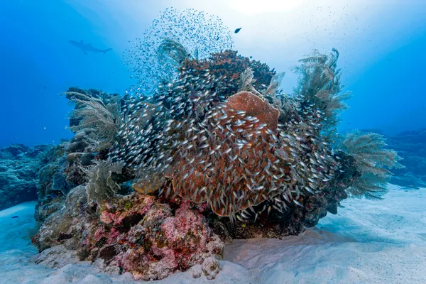 Coral Oasis thumbnail