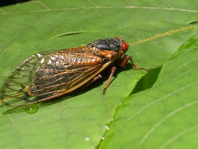 A newly emerged cicada from Brood X suns itself.