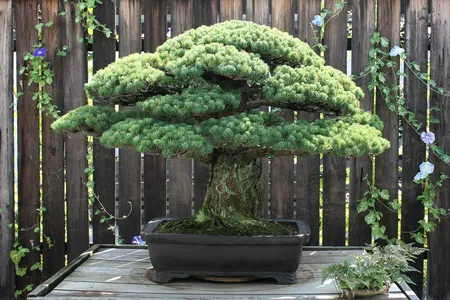 The Yamaki Pine, which survived the bombing of Hiroshima, resides at the U.S. National Arboretum. The tree serves as a reminder of the continued peace between the United States and Japan. 
