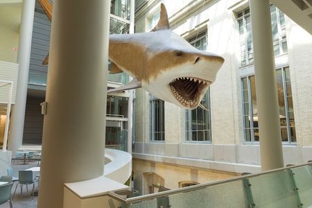 A female megalodon model, based on a set of teeth discovered in the Bone Valley Formation in Florida, hangs in The Smithsonian National Museum of Natural History.