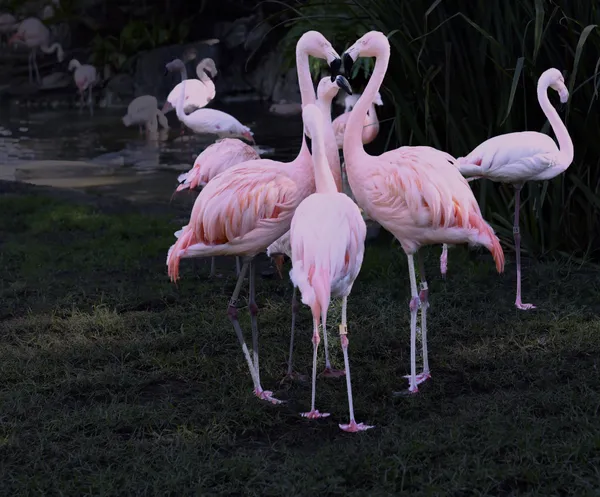 Annual Conference meeting within the Flamingo group thumbnail