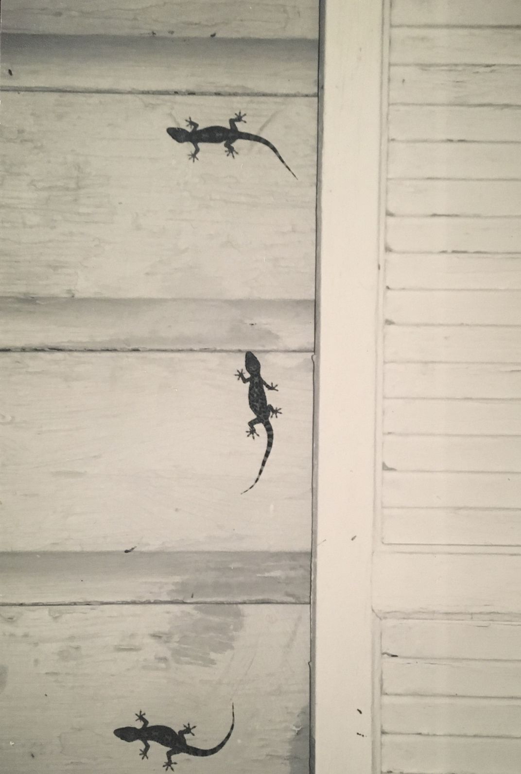 Lizards on door Smithsonian Photo Contest Smithsonian Magazine