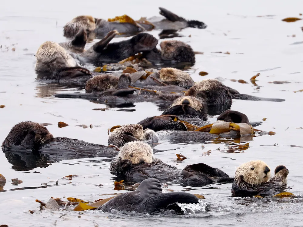 Sea Otters Float Amid Kelp