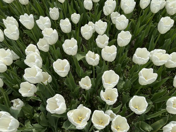 White tulips at Highland Park Rochester, NY thumbnail