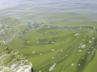 Algae floating on Lake Erie seeped into the City of Toledo's water supply, forcing a region-wide water ban.