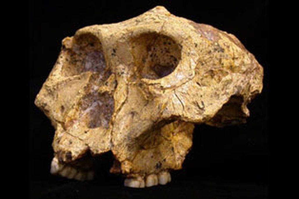 Paranthropus robustus