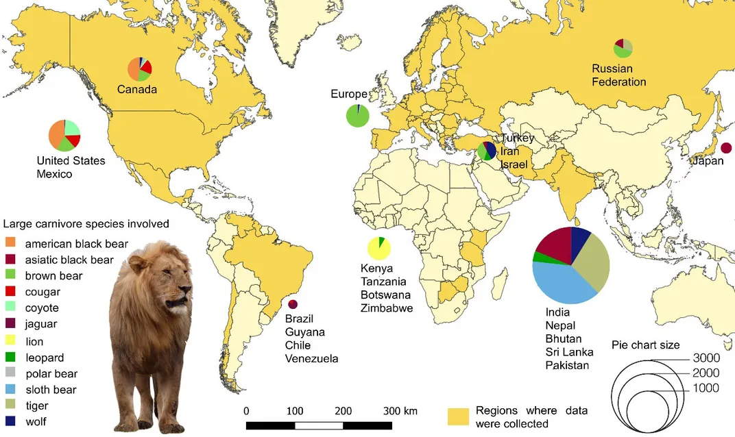 Graphic of Carnivore Attacks on Humans