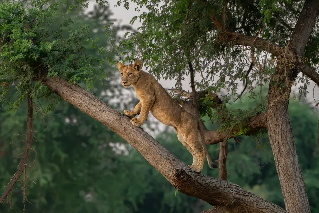 High up in the trees, a lion cub overlooks the land below.
