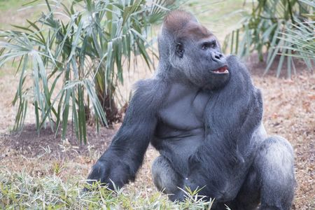 Western lowland gorilla Baraka forages in the outdoor gorilla habitat at the Smithsonian's National Zoo. The silverback takes mealtime seriously, say his keepers.