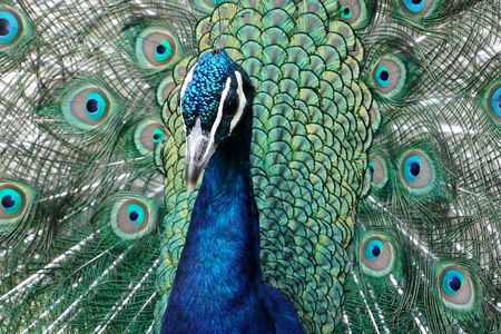 Peacocks can fly, but not on planes.