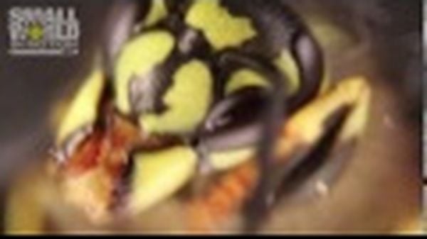 Preview thumbnail for A German Wasp - Jan Rosenboom