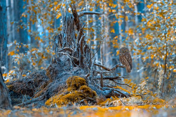 Fairy tale forest thumbnail