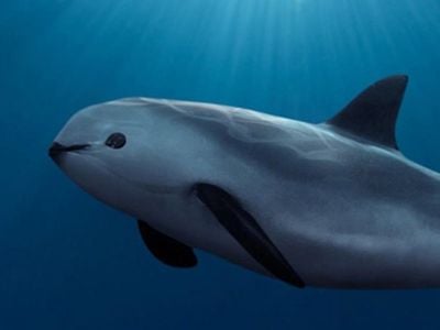 Over the past decade, vaquita numbers plummeted from 576 to just ten individuals because of a rise in the illegal totoaba trade.