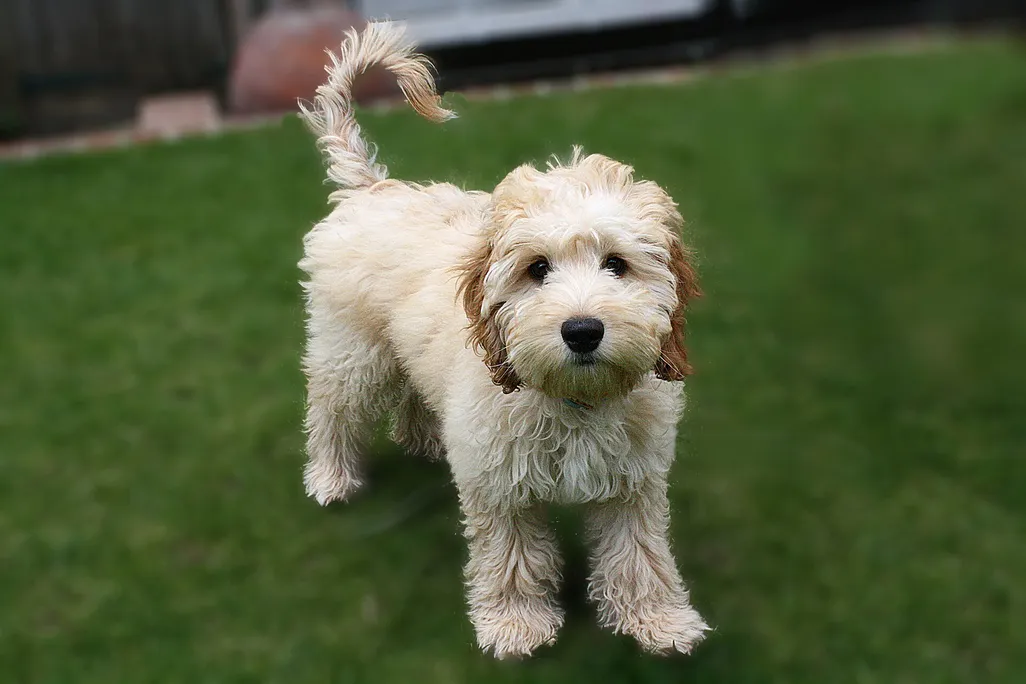 A dog standing on grass