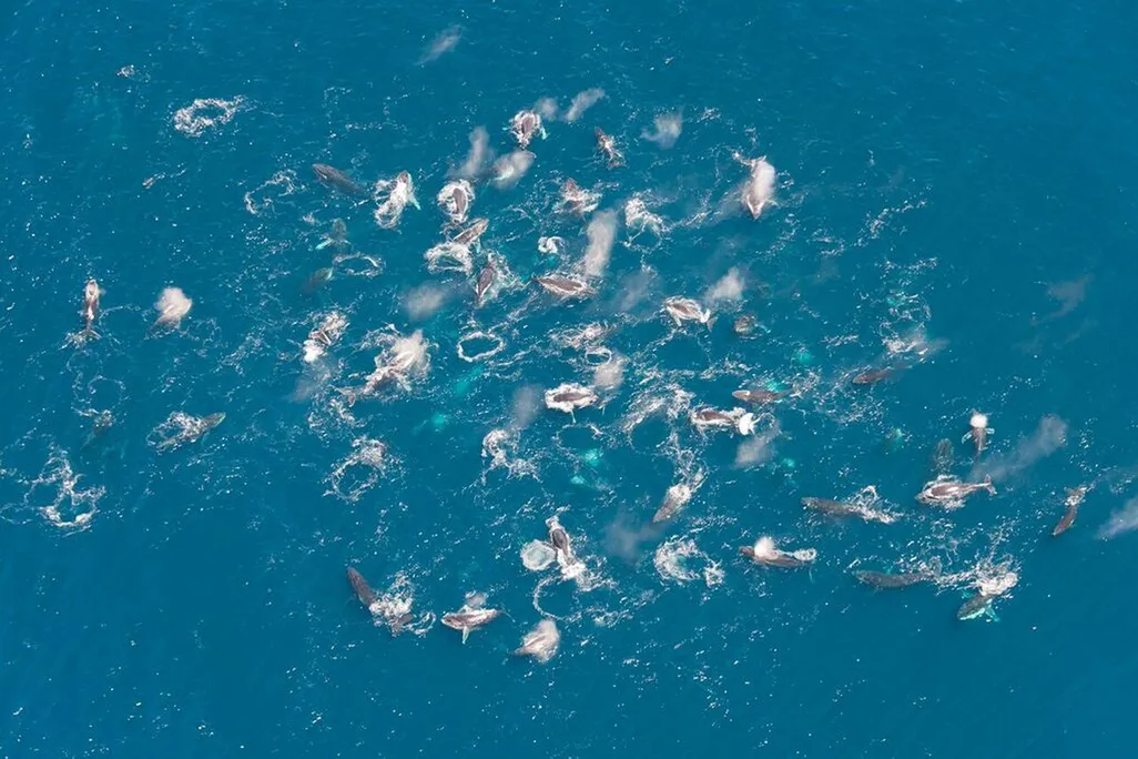 Whale jamboree