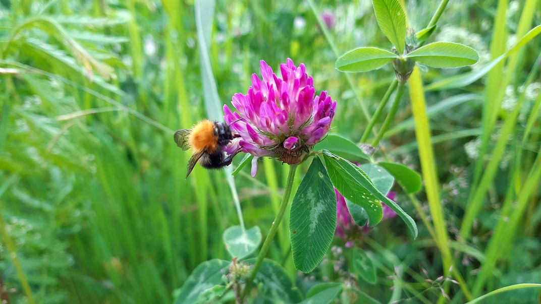 Bee on clover