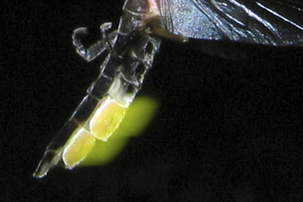Firefly (Photinus pyralis)