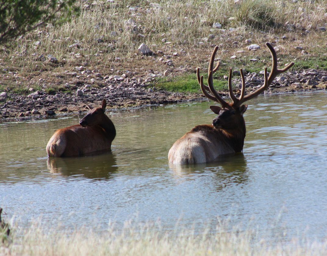 Elk on the Tripple B Ranch in South Texas Smithsonian Photo Contest