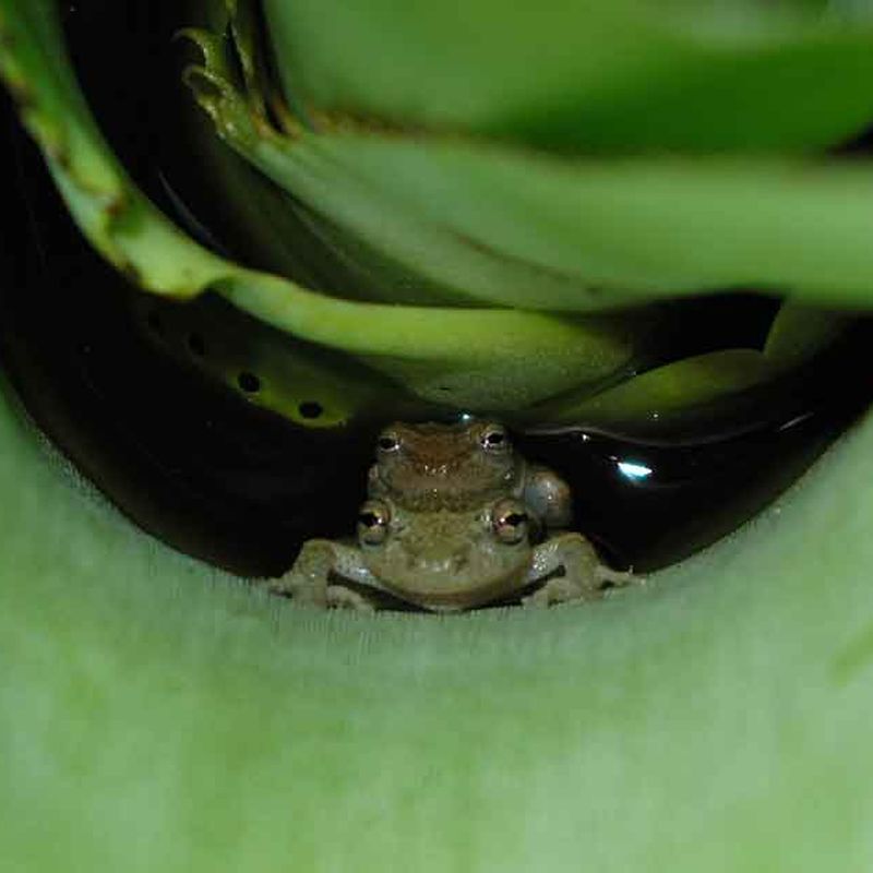 Wildlife Photographer Captures the Intimate Life of Frogs