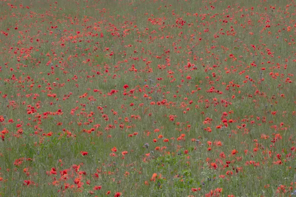 Where's Daisy thumbnail