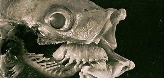 Cymothoa exigua