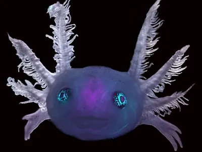 This image of an axolotl highlights components of its nervous system