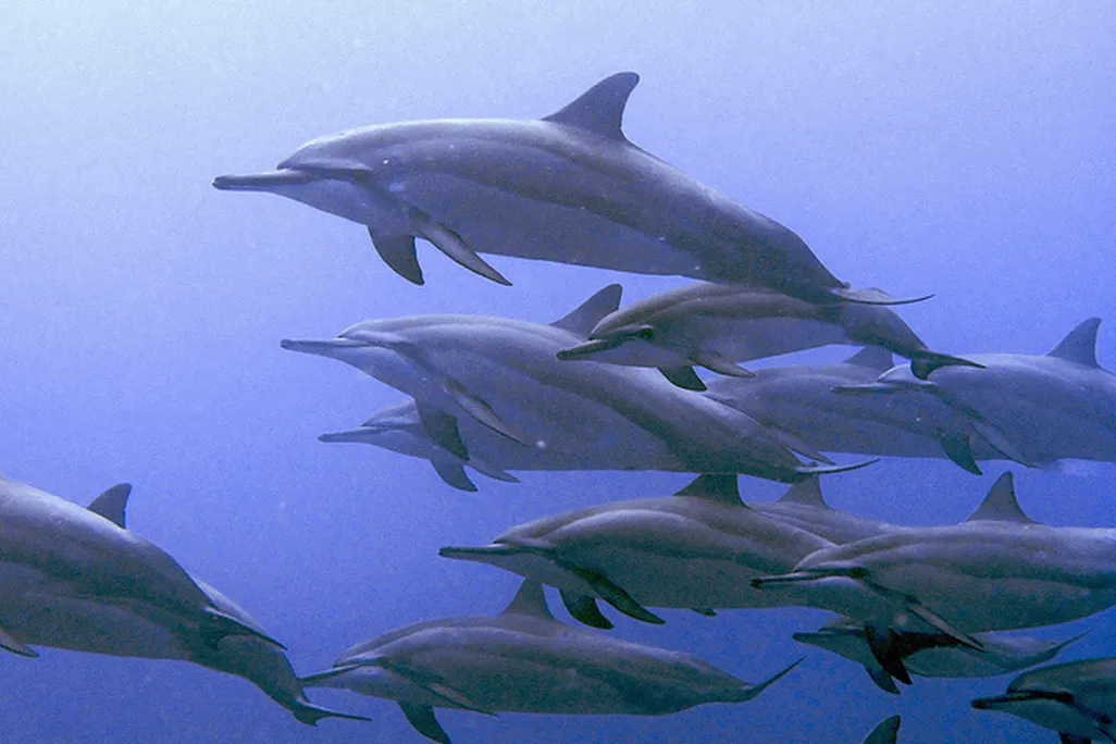 20120829094008spinner-dolphin.jpg