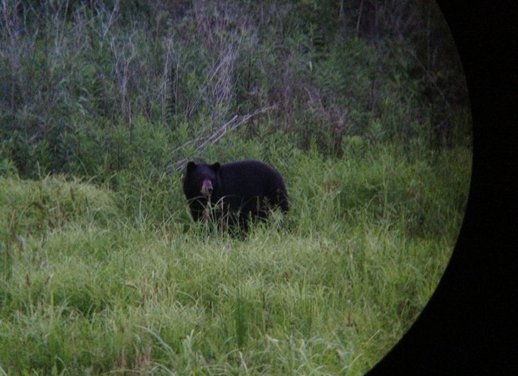 Louisiana Black Bear