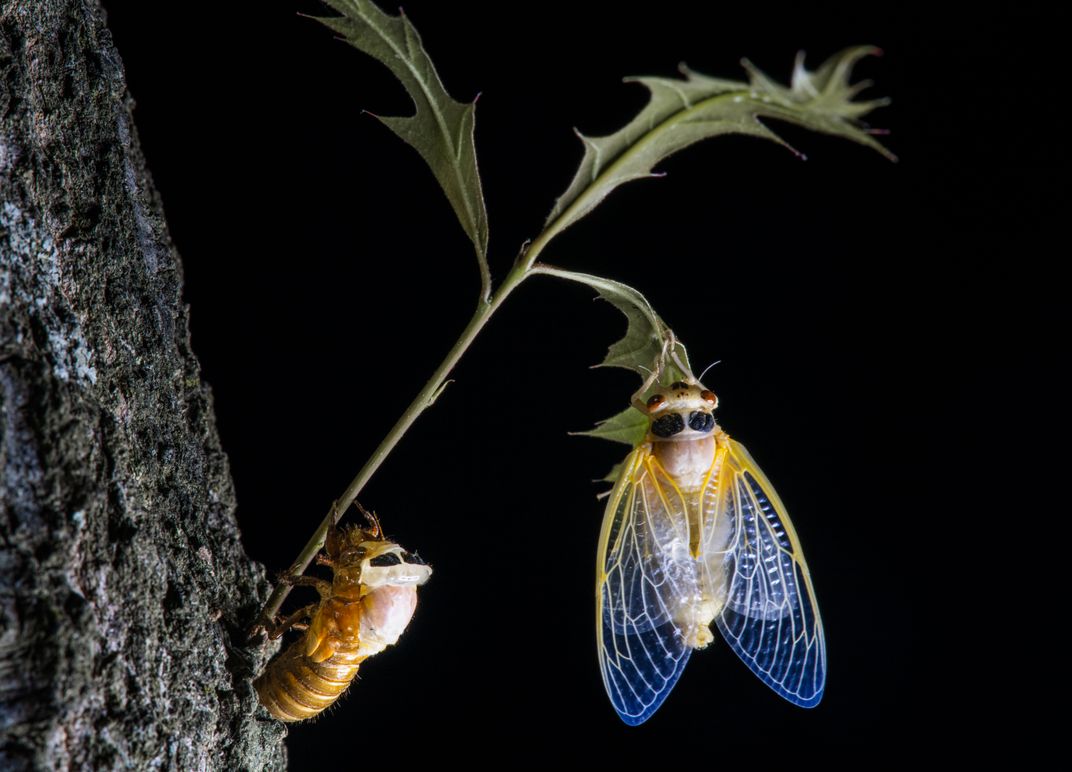 2021 Brood X Cicada Teneral Smithsonian Photo Contest Smithsonian