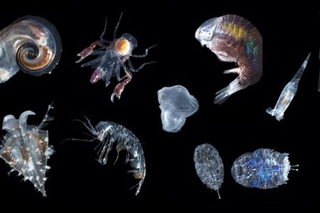 Composite image of ten different species of zooplankton on black background.