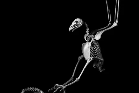 A golden eagle swoops for a rabbit.