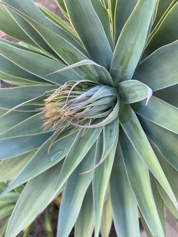 Agave Bloom once in a lifetime thumbnail